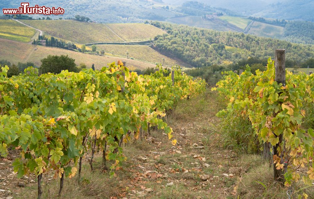 Immagine Vigneti con foliage autunnale nelle campagne di Panzano in Chianti, Toscana.