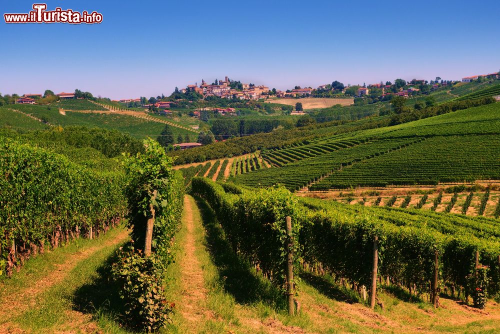 Immagine Vigneti di Neive con il borgo sullo sfondo, Piemonte.