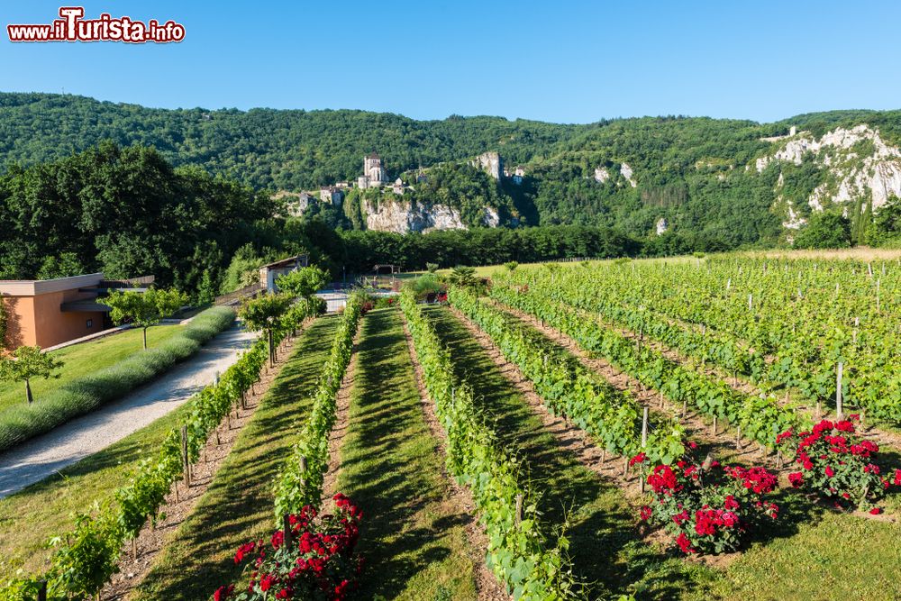 Immagine Vigneti e rose fiorite nella campagna di Saint-Cirq-Lapopie, Occitania (Francia).