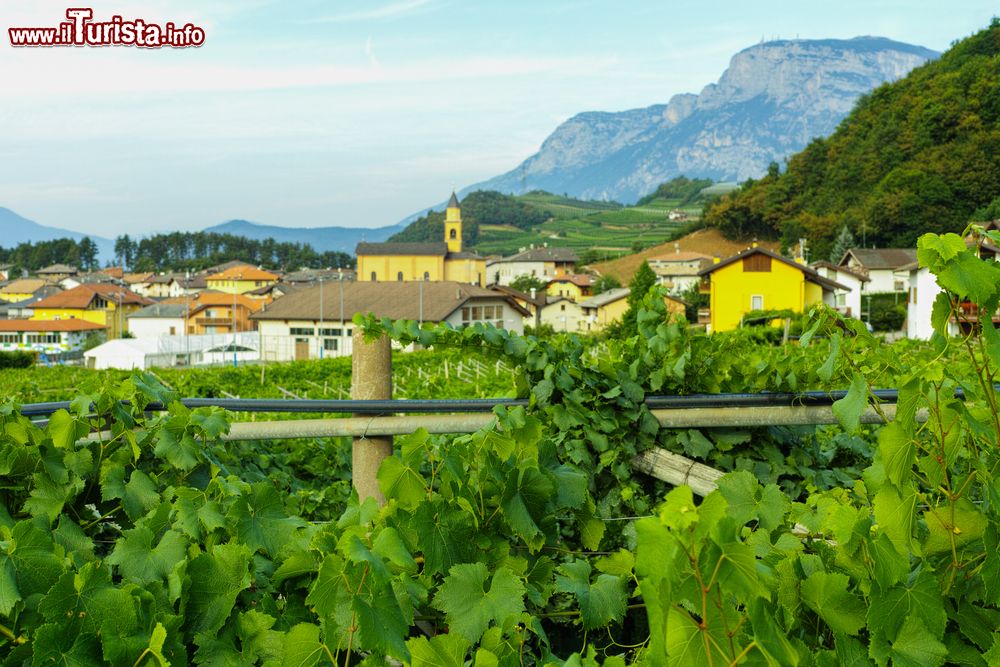 Immagine Vigneti in estate a Caldaro, Trentino Alto Adige. Plasmano il paesaggio ma anche l'animo delle persone che vi abitano: quasi due terzi della produzione vinicola della regione proviene da qui.
