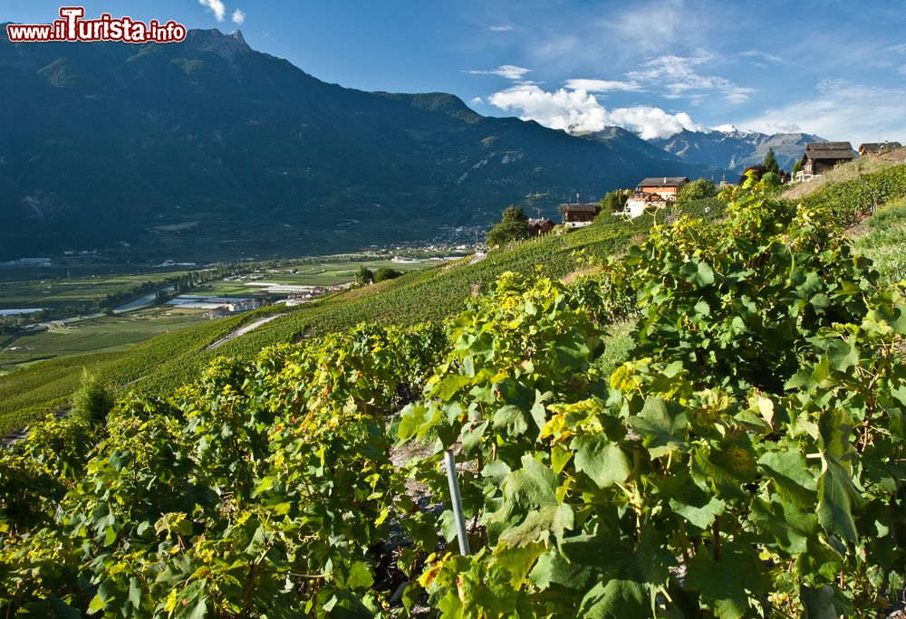 Immagine Vigneti in una giornata d'estate nel villaggio di Ovronnaz, Svizzera.