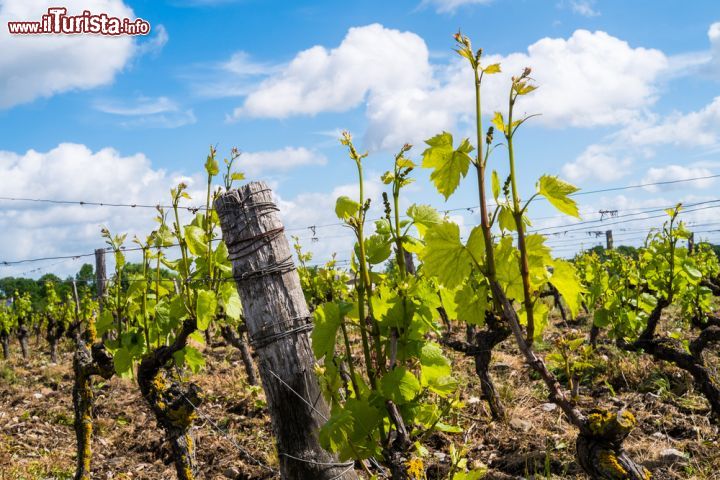 Immagine Vigneti nella campagna di Angers, Francia. Situata nel cuore della Valle della Loira, Angers vanta vigneti rinomati con ben 30 denominazioni di origine controllata - © 282000602 / Shutterstock.com