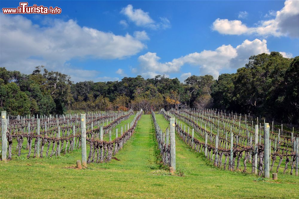 Immagine Vigneti nella campagna di Margaret River, Australia Occidentale. Si trova a meno di 300 km a sud di Perth e a circa 9 km dall'Oceano Indiano.