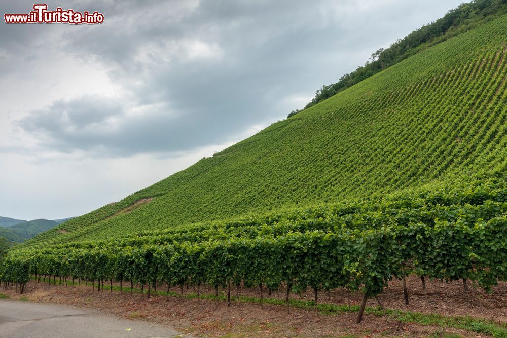 Immagine Vigneti nella cittadina di Thann, Alsazia (Francia). Da Marlenheim, nel Basso Reno, a Thann, nell'Alto Reno, si estendono i 15 mila ettari di vigneti della regione alsaziana.