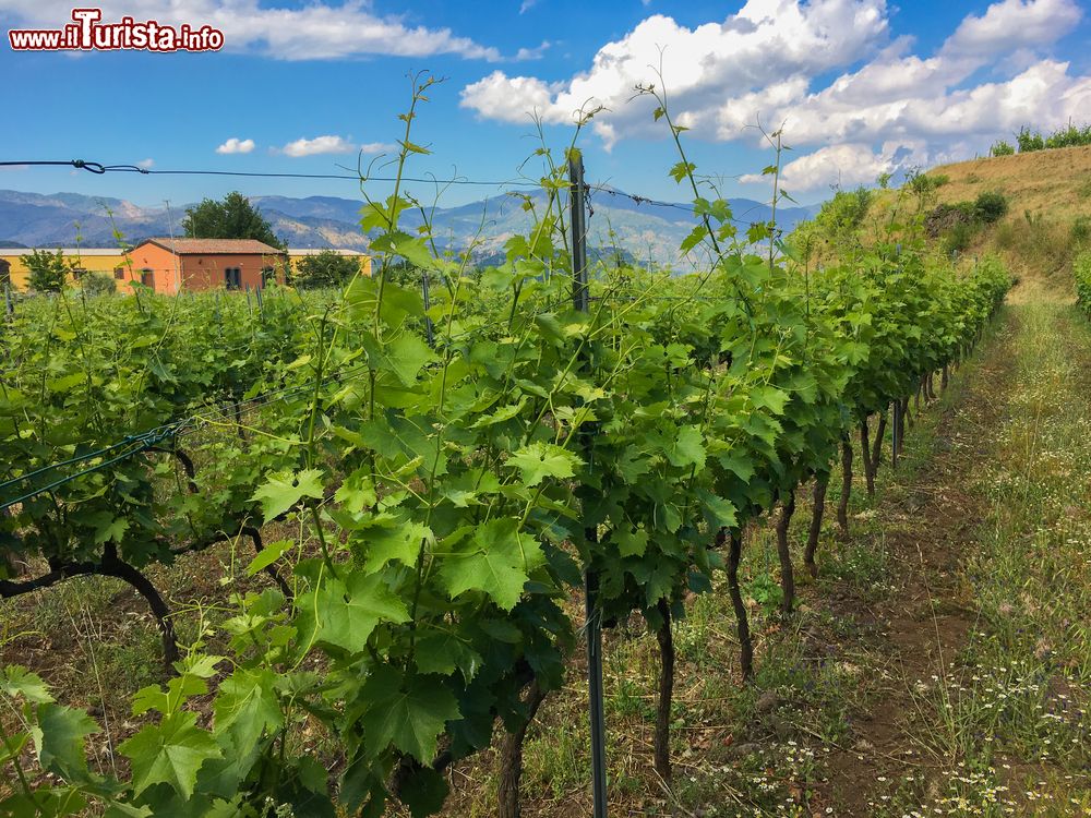 Immagine Vigneti nella zona di Linguaglossa sulle pendici dell'Etna