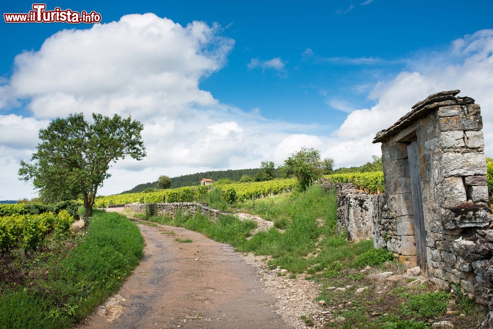 Immagine Vigneti nelle campagne di Beaune, Francia. Questa località è rinomata per essere la capitale dei pregiati vini di Borgogna.