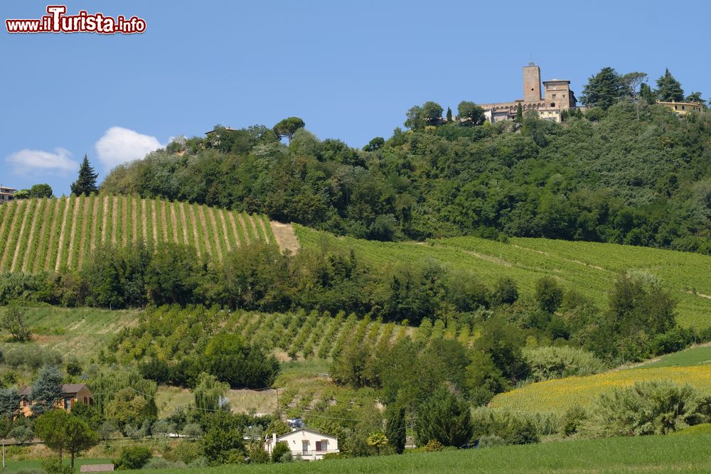 Immagine Vigneti nelle colline che circondano Sogliano al Rubicone in Emilia-Romagna