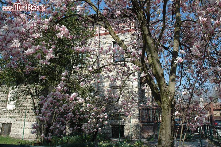 Immagine La magnolia in fiore cela una delle eleganti villette di Crespi d'Adda, dove risiedevano i dirigenti - alle strutture già esistenti nel villaggio operaio di Crespi d'Adda, si aggiunsero, negli anni '20, otto eleganti villette, destinate ai direttori e alle loro loro famiglie. Queste maestose abitazioni monofamiliari sono circondate da splendide giardini e da alberi ad alto fusto, volutamente distanti delle case degli operai, furono posizionate nella zona sud del villaggio. 