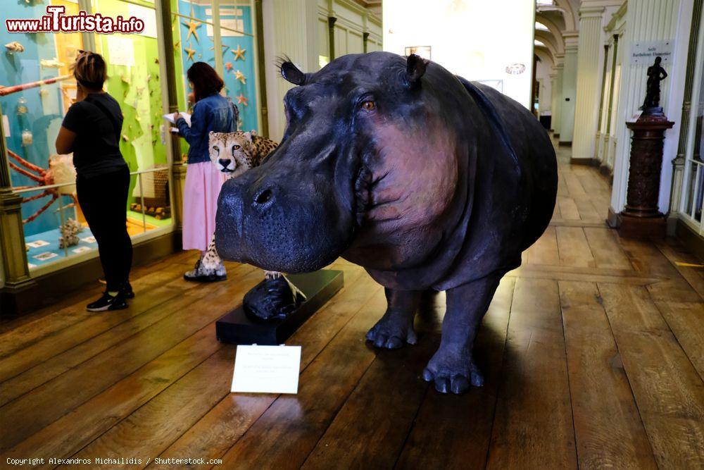 Immagine Visitatori al Museo di Storia Naturale di Tournai, Belgio - © Alexandros Michailidis / Shutterstock.com