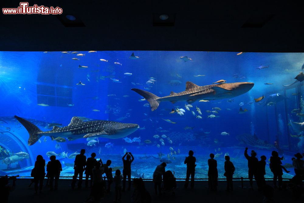 Immagine Visitatori all'Oceanarium di Atlanta (Georgia) mentre guardano due esemplari di squalo gigante balena e altri pesci nuotare nella grande vasca d'acqua.