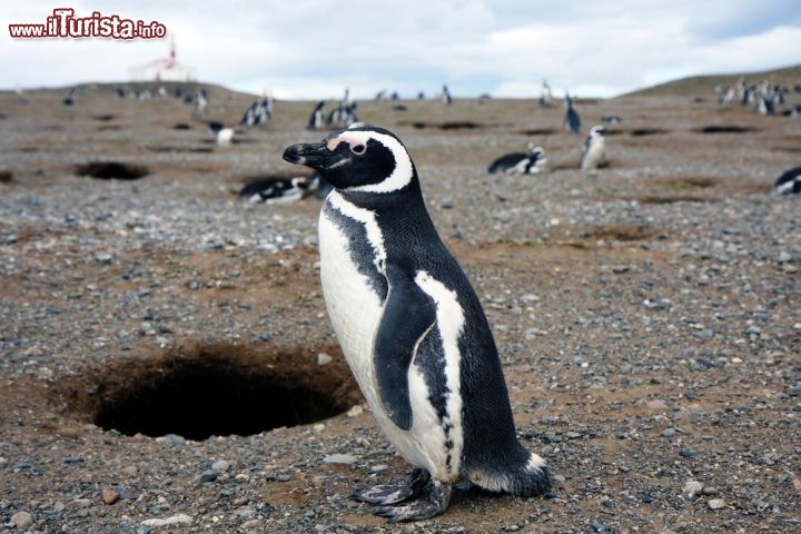 Immagine Pinguini alla Pinguinera del Seno Otway vicino a Punta Arenas in Cile - © Yevgenia Gorbulsky / Shutterstock.com