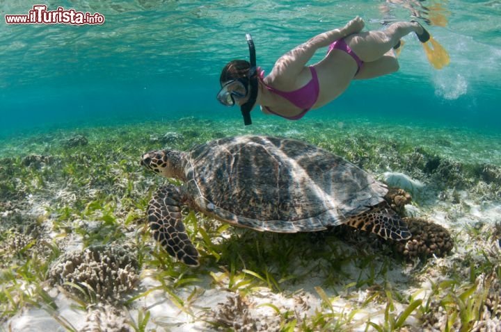 Immagine Snorkeling a Bali incontro con tartaruga Indonesia - © cdelacy / Shutterstock.com