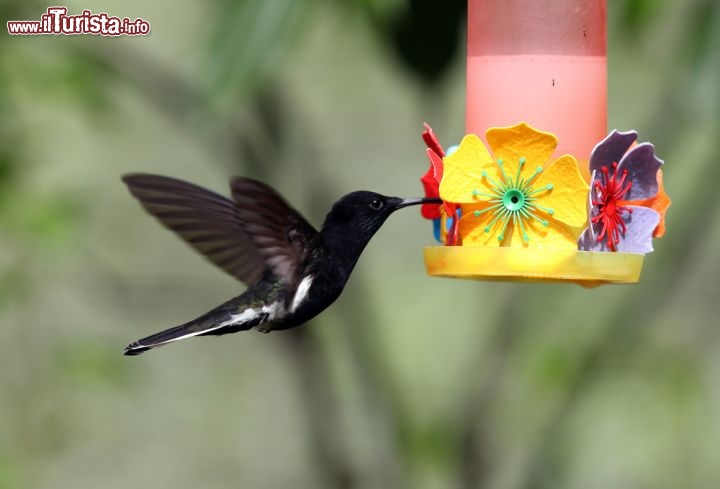 Immagine Un colibri fotografato a Iguazu in Brasile - © Luiz C. Ribeiro / Shutterstock.com