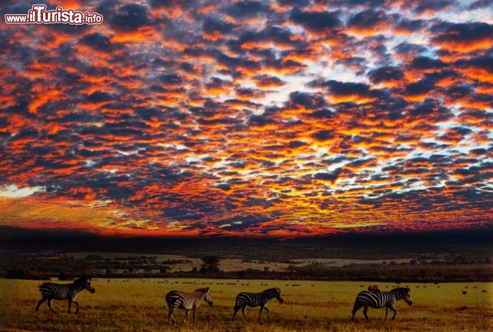 Immagine Un magnifico tramonto nel Parco Nazionale del Serengeti, la grande riserva della Tanzania settentrionale che prende il nome dall'omonima pianura. Proprio la pianura, che si estende a perdita d'occhio ed è interrotta da pochi gruppi di alberi e qualche branco di animali locali, dà un senso di infinito e fa sentire ancora più vicini al cielo - © Galyna Andrushko / Shutterstock.com