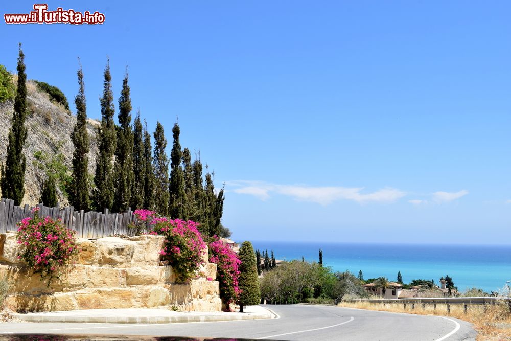 Immagine Arbusti di bouganvillea profumata lungo la costa del Mediterraneo a Pissouri, isola di Cipro.