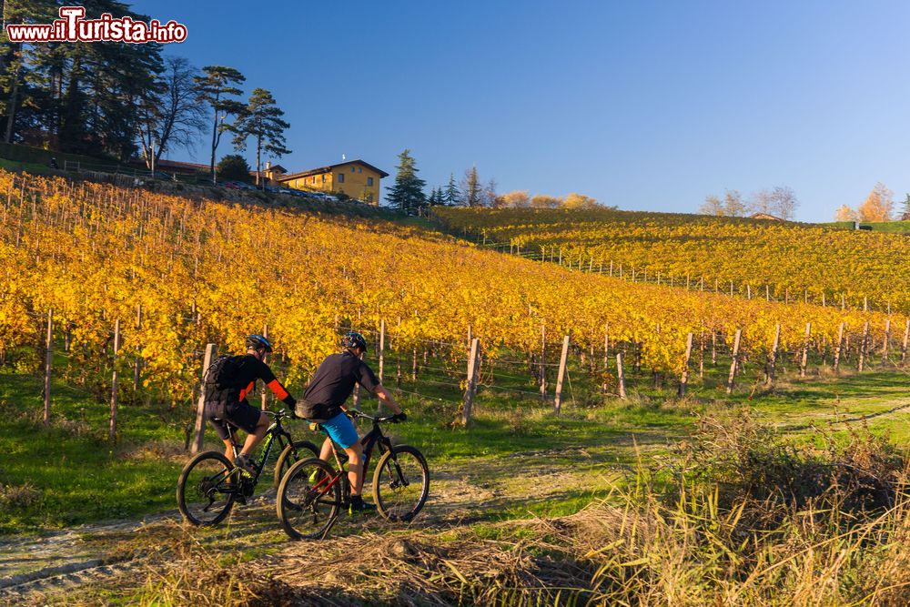 Immagine Cicloturisti lungo le campagne intoerno a Gavi, provincia di Alessandria, Piemonte