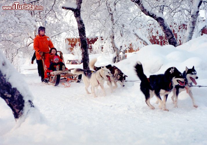 Immagine Kiruna snow Festival: il tour con i cani da slitta nel parco della città - © visitsweden.com