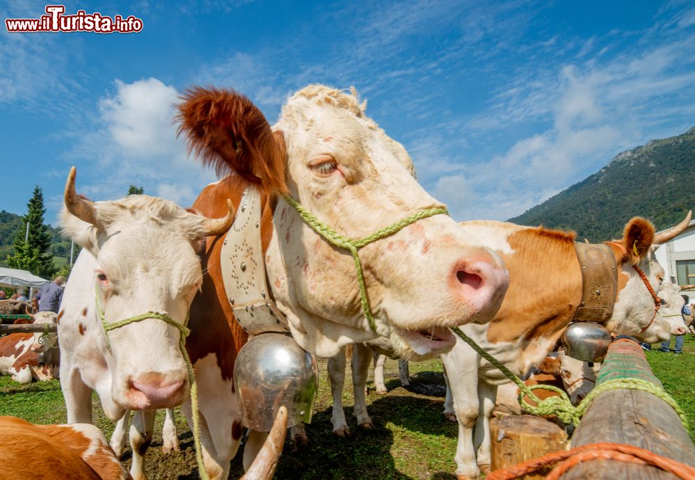 Immagine La Fiera dell'Agricultura a Riolo Terme in Emilia-Romagna