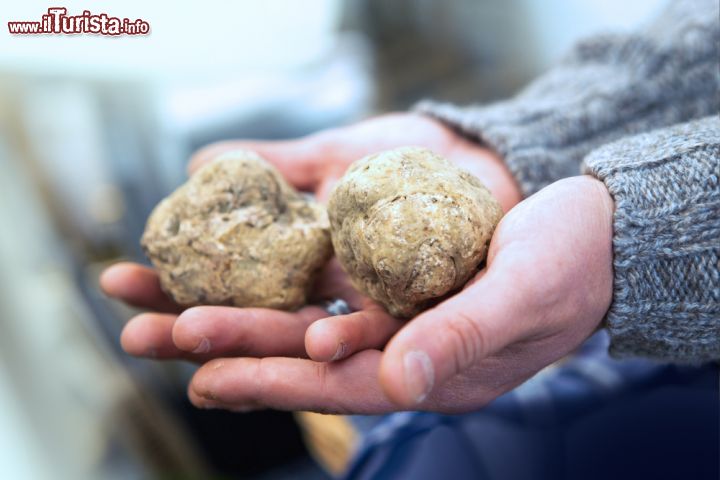 Tartfla Savigno - Festival internazionale del tartufo bianco Savigno