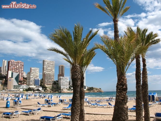 Immagine La vasta spiaggia attrezzata di Benidorm si trova nella Regione di Valencia, nella Spagna orientale - © Bjean morrison / Shutterstock.com