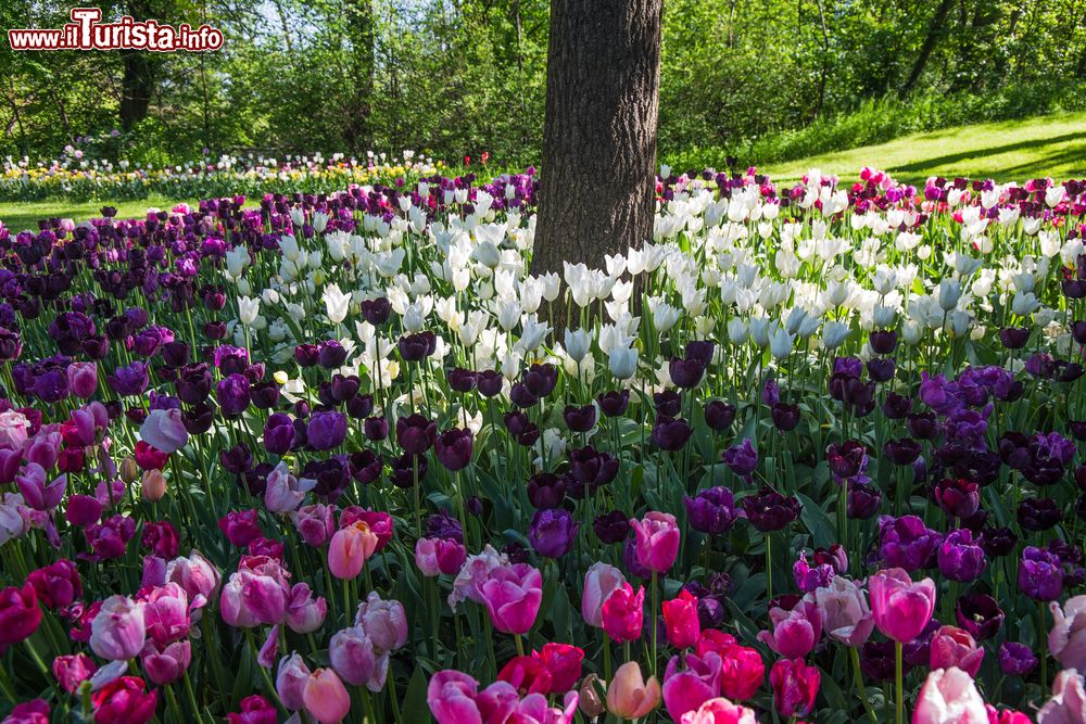 Immagine Passeggiata tra i tulipani del Castello di Pralormo in Piemonte.