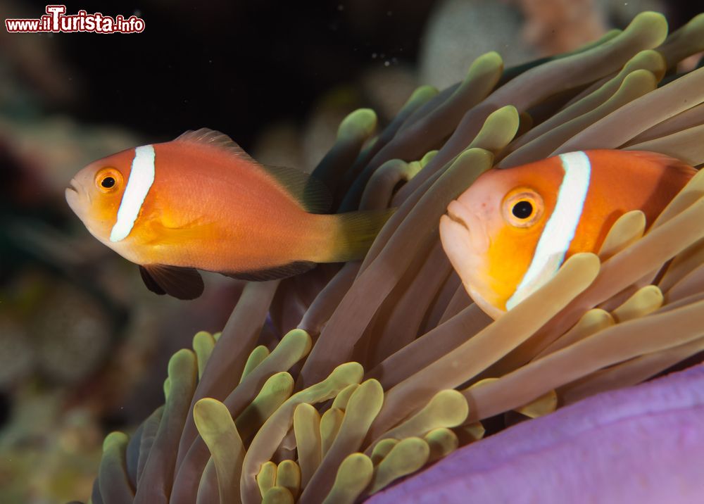 Immagine Stupendi pesci tropicali nelle calde acque dell'atollo di Ari Nord, nell'Oceano Indiano, isole Maldive - foto © Shutterstock.com 