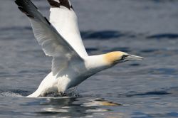 Birdwatching nelle Shetland: un Northen Gannet decolla sul Mare - © AndreAnita / Shutterstock.com