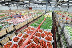 Borsa fiori a Naaldwijk, Olanda, FloraHolland.
