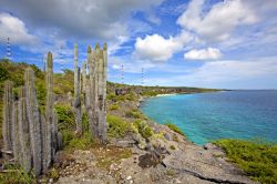 Cactus e costa rocciosa a Bonaire - © Kjersti Joergensen / Shutterstock.com