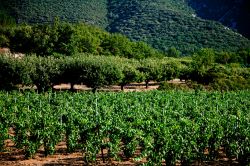 Campagna a sud di Apt, siamo in  Provenza, nel sud della Francia - © csp / Shutterstock.com