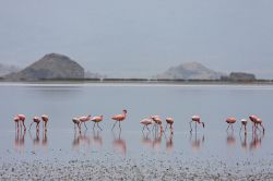 Lago Natron: i fenicotteri minori si riproducono unicamente in questo lago della Tanzania (Africa) - © Pierre-Jean Durieu / Shutterstock.com