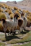 Lama in cammino sulle Ande nord dell'Argentina - Foto di Giulio Badini I Viaggi di Maurizio Levi www.deserti-viaggilevi.it