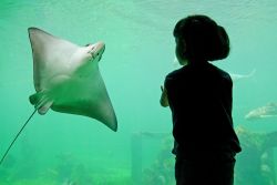 L'Oceanario, ovvero l'acquario di Lisbona, nella nuovissima zona del Parque das Nações - foto © Arun Roisri / Shutterstock.com