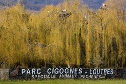 Parco delle cicogne e delle lontre a Hunawihr -  © PHB.cz (Richard Semik) / Shutterstock