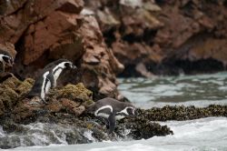 Pinguini di Humboldt, una delle specie marine che s'incontrano più facilmente selle Isole Ballestas a Paracas in Perù - © Aimee McLachlan / Shutterstock.com