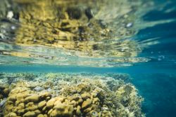 Il Reef del Mar Rosso meridionale, nella zona di Berenice in Egitto - © Anna segeren / Shutterstock.com