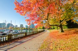 Nel grande Stanley Park di Vancouver, Canada, ci si può rilassare, divertire e stupire. Nella foto una passeggiata illuminata dai colori intensi dell'autunno. Ci sono ben 200 chilometri ...