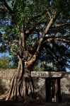 Sicomoro ai Bagni di Fasilide, Gondar