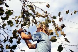 Un ragazzo vendemmia nei pressi delle Terme di Radenci, Slovenia - Foto di Giulio Badini