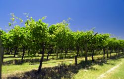 Vigneti nelle campagne di Perth, Australia. Quasi ...