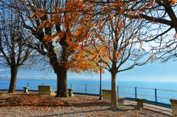 Alberi sulla riva del Lago d'Iseo, presso Lovere (Bergamo), in una foto autunnale.