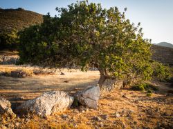 Un albero al tramonto, isola di Tilos, Grecia. L'isola è attraversata dai sentieri del Parco Ecologico che per 35 chilometri collegano ben 13 villaggi di questo territorio del Dodecaneso, ...