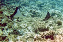 Aquile di mare nelle acque di Asdu, Atollo di Malé Nord, Maldive.