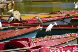 Barche ormeggiate sul fiume Black a Negril, Giamaica. E' uno dei principali fiumi della Giamaica: il Black River scorre verso ovest per 53 chilometri prima di sfociare nel mare. Il nome ...