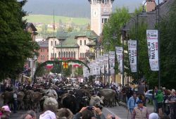 Bressanvido, Veneto: la tradizionale Festa della Transumanza a fine estate  - ©  sito ufficiale