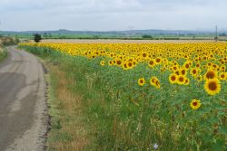 Campo di girasoli sulla strada da Uzes a Nimes, ...