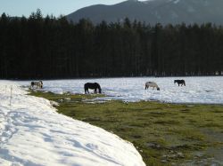 Cavalli sul lago ghiacciato di Laceno, provincia di Avellino, Campania. Siamo in frazione di Bagnoli Irpino dove sorge un lago di origine carsica alimentato dal torrente Tronola.



