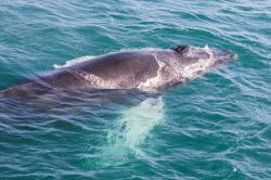 Un cetaceo nel mare davanti alla costa di Husavik, in Islanda.