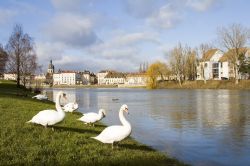 Cigni sulle rive del fiume Saona a Chalon-sur-Saône, cittadina di 45.000 abitanti della Borgogna (Francia) - foto © Natursports / Shutterstock.com