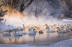 Cigni selvatici fotografati all'alba sul lago di Kushiro, Hokkaido, Giappone.

